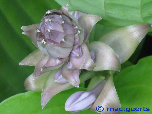 Hosta 'Sum and Substance'